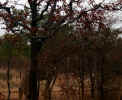 giraffe.jpg (109562 bytes)